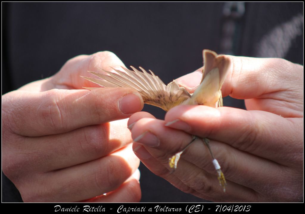 Identificazione uccello 2 (inanellamento in un''oasi)
